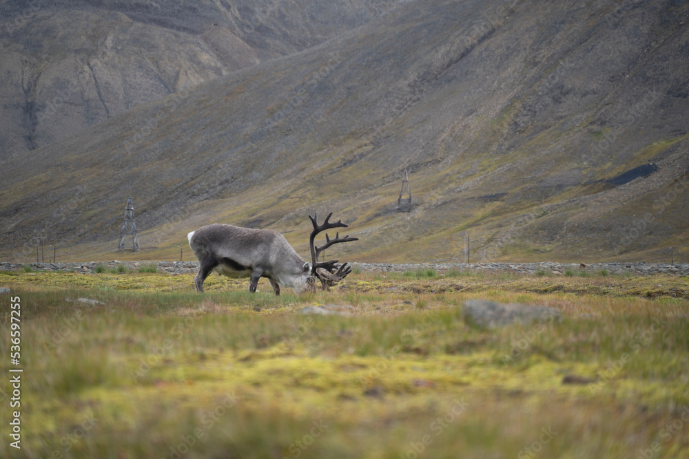 Fototapeta premium reindeer eating grass in a green field in Longyearbyen, Svalbard Islands (Norway)
