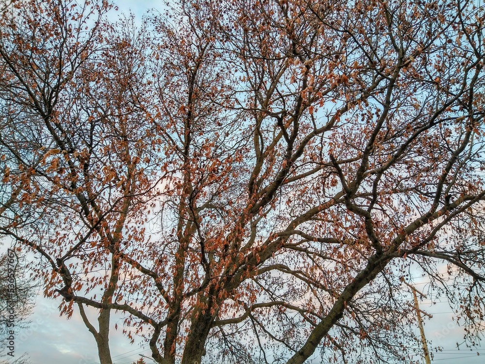 Red Berry Winter Tree Against Cloudy Sky Red Berry Winter Tree Against Cloudy Sky