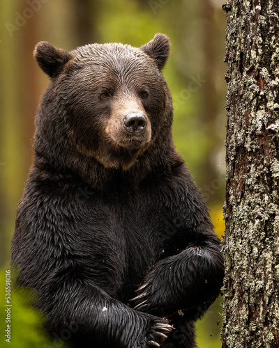 Closeup of bear standing in the forest next to the tree