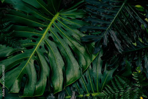 Green tropical leaves, dark nature background