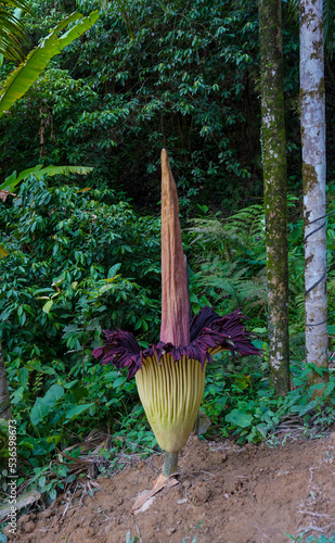 Amorphophallus titanum, the titan arum, is a flowering plant in the family Araceae. It has the largest unbranched inflorescence in the world. photo