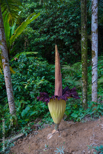 Amorphophallus titanum, the titan arum, is a flowering plant in the family Araceae. It has the largest unbranched inflorescence in the world. photo