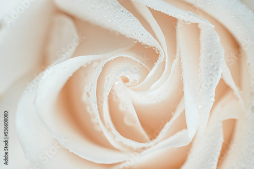 beautiful cream colored rose center with dew drops