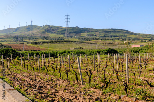 Vigneto, brullo senza foglie e senza uva. Pale eoliche sullo sfondo sul cielo azzurro.