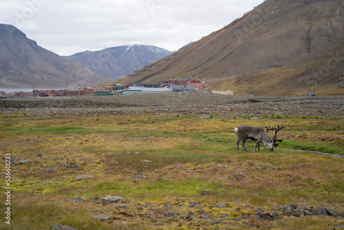 reindeer eating grass in a green field in Longyearbyen, Svalbard Islands (Norway)