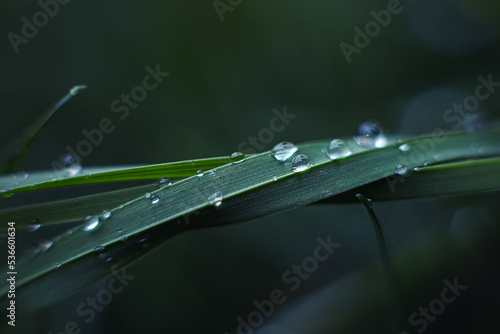 drops of morning dew on green grass