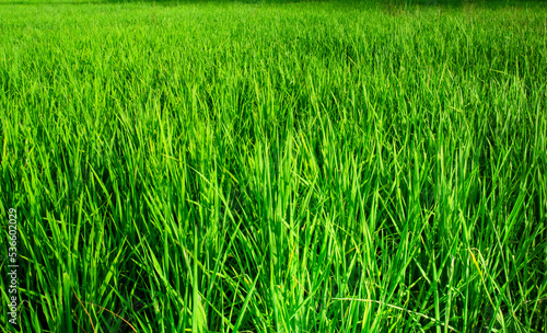 photo of a rice field plantation in the afternoon