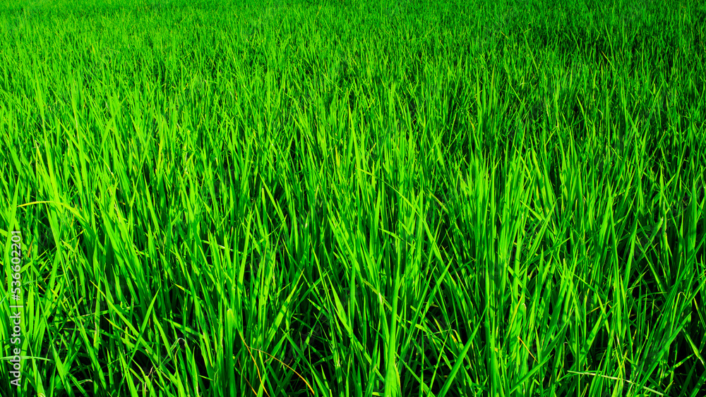 photo of a rice field plantation in the afternoon