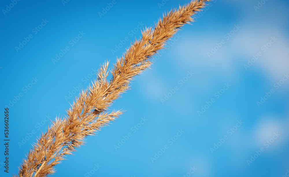 The tip of a dried plant in the form of a panicle The tip of a dried plant in the form of a panicle