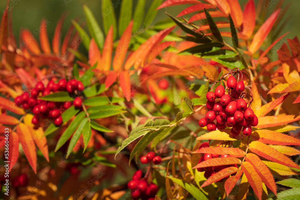 Autumn rowan berries on branch. Rowan berries sour but rich vitamin C. Red berries and leaves on branch close up. Blurred background. Selective focus. Autumn rowan berries on branch. Rowan berries sour but rich vitamin C. Red berries and leaves on branch close up. Blurred background. Selective focus.