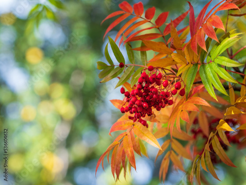 Schilderij op canvas Autumn rowan berries on branch