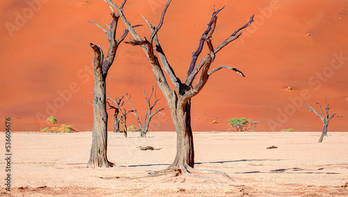 Dead trees in Dead Vlei - Sossusvlei, Namib desert, Namibia