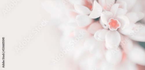 Blur smoke white snowdrop flower on light beige background. Soft focus.Pastel color tone.