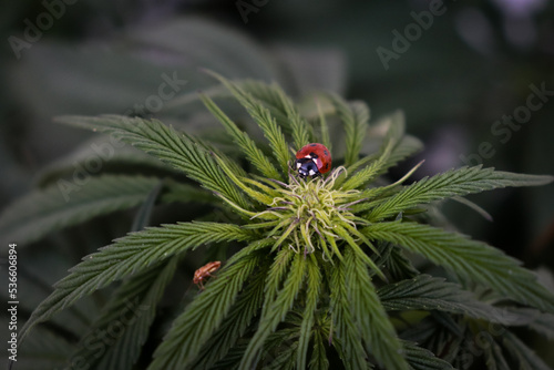 A ladybug and a beetle on a cannabis plant bud