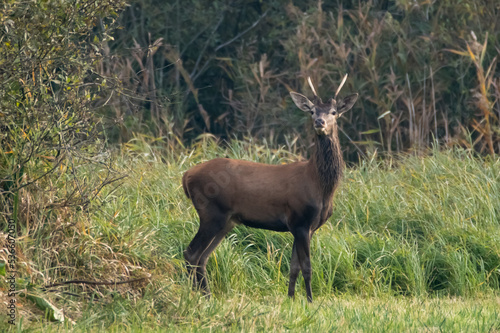 deer in the woods