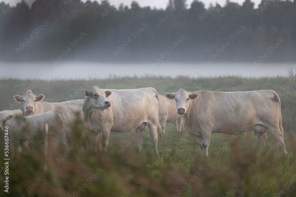 Fototapeta premium Multiple white cows including a baby calf in a foggy field looking through bushes into the camera