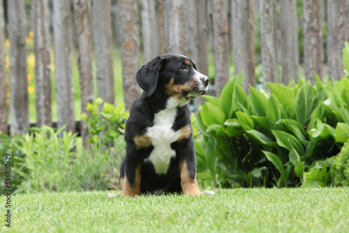 Amazing puppy in the garden