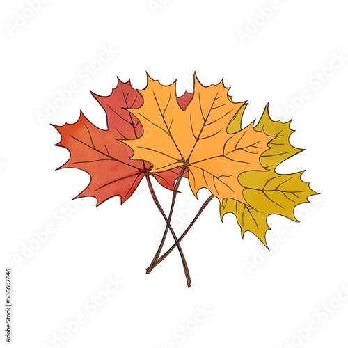maple leaves orange autumn leaf and red autumn leaf - freehand watercolor ill...