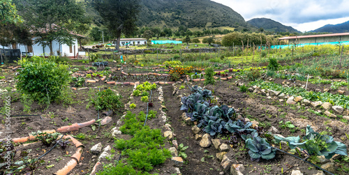 Agroecology and permaculture garden with green leaves and plants. Rural scene in the countryside with houses and mountains in the background. Plants as lettuces, beetroot and others in rock and soil.