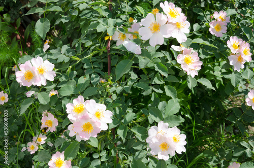 flowering rosehip bush