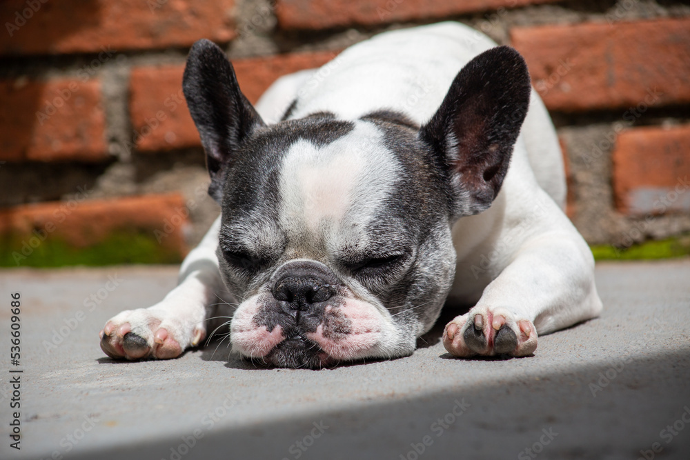 Closeup of a small French Bulldog dog. Lying on the floor