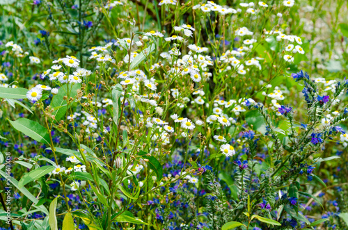 flowering meadow herbs
