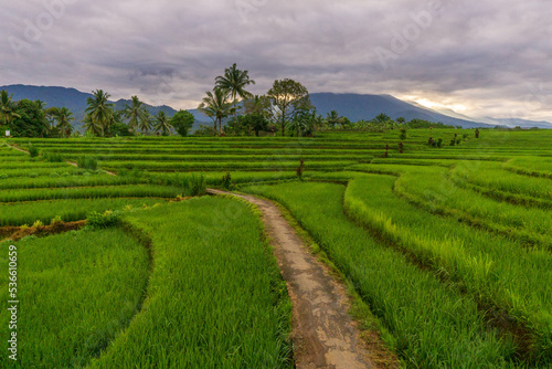 morning view in the village with green rice fields