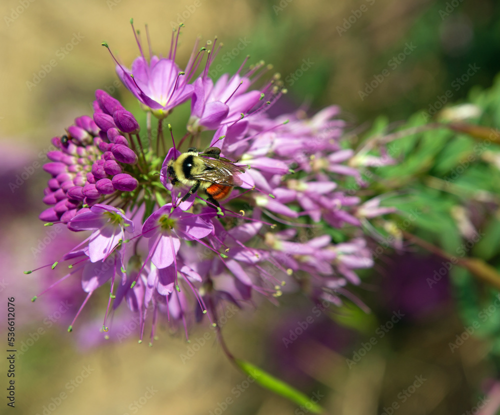 Rocky Mountain Bee Plant and Tri Colored Bee Rocky Mountain Bee Plant and Tri Colored Bee