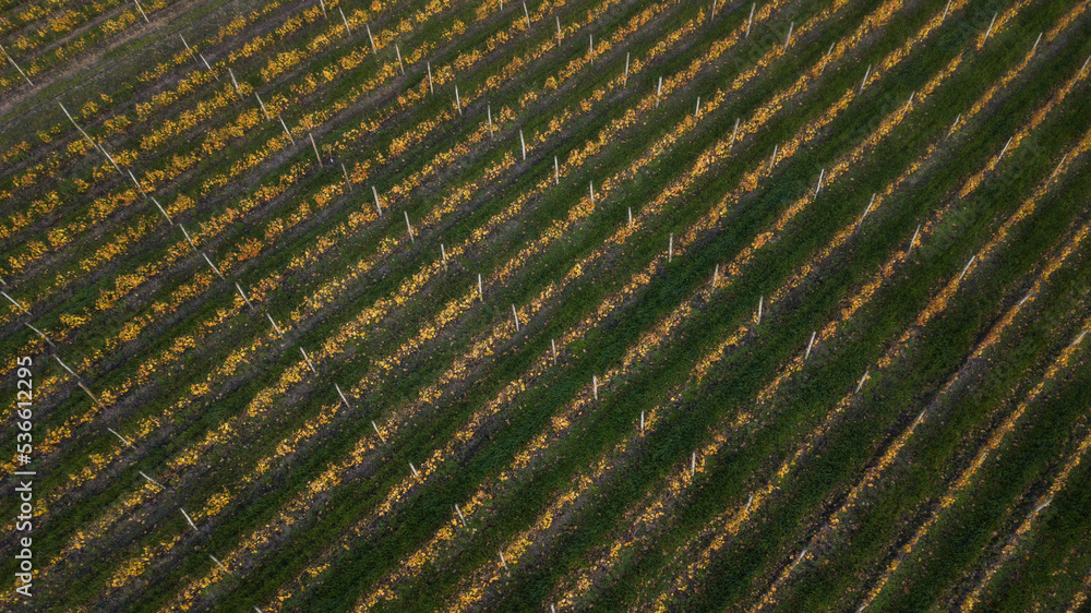 vineyard vineyard