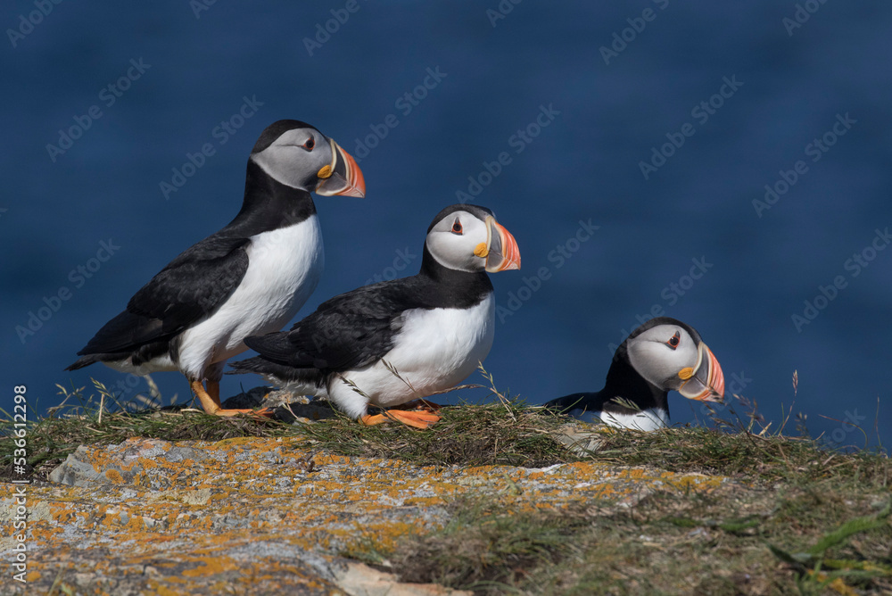 Fototapeta premium atlantic puffin or common puffin