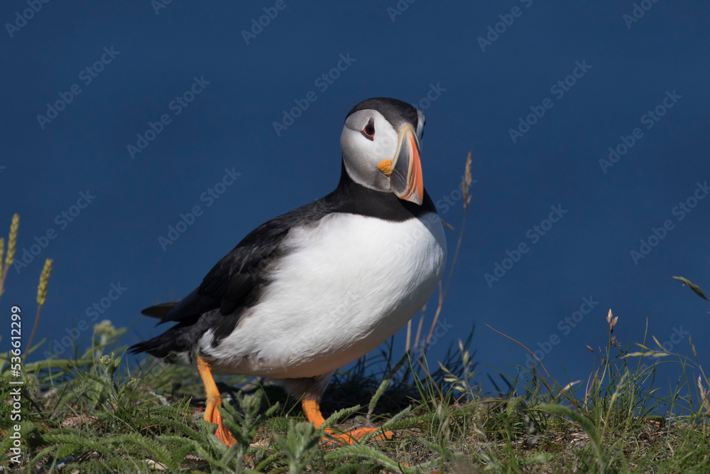 atlantic puffin or common puffin atlantic puffin or common puffin