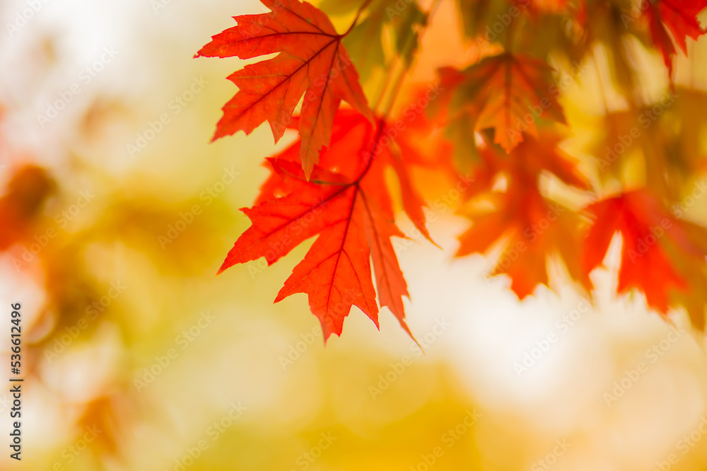 Maple leaves in autumn. Beautiful fall foliage background. Selective soft focus Maple leaves in autumn. Beautiful fall foliage background. Selective soft focus