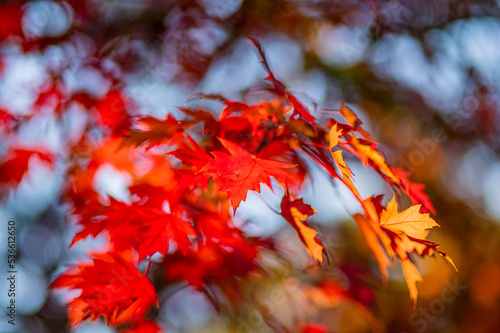 Maple leaves in autumn. Beautiful fall foliage background. Selective soft focus