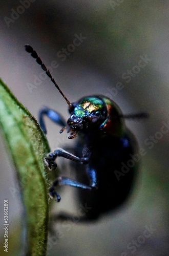 Vertical shot of a beetle from Tianmu mountain in Hangzhou, China photo