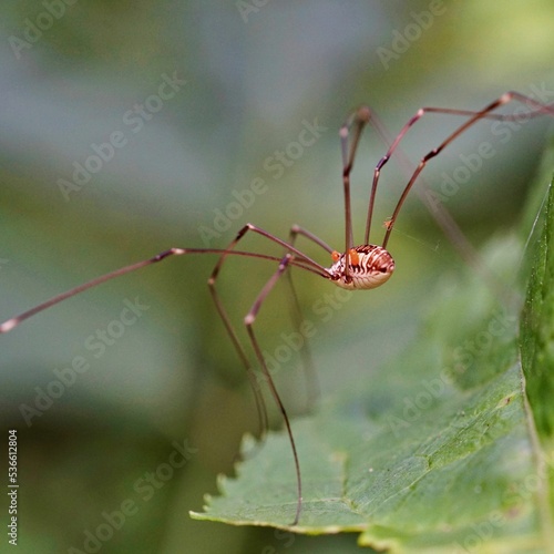 Selective focus shot of a spider from Tianmu mountain in Hangzhou China photo