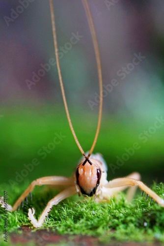 Insect from Tianmu mountain in Hangzhou China photo