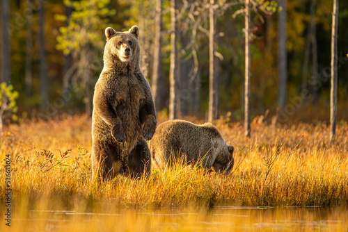 Wildlife in Finland. Bears, Wolverine and birds. photo