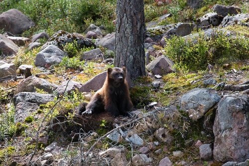 Lone wolverine resting in the forest in Orsa predator park, Sweden photo