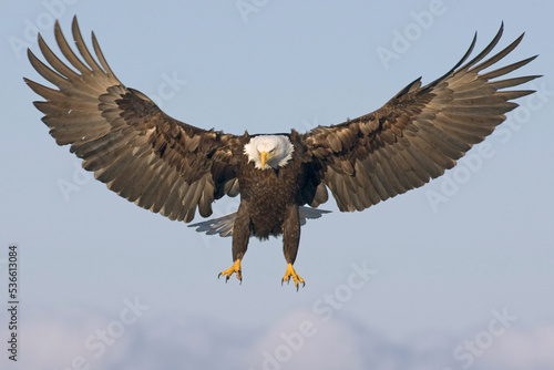 bald eagle in flight