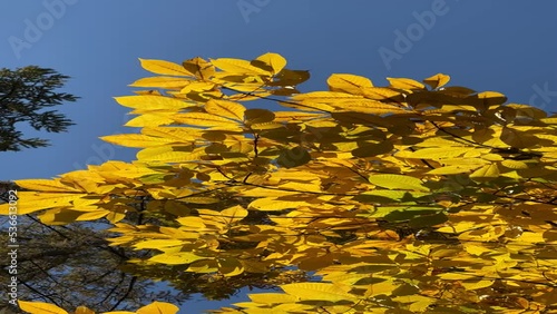 Yellow leaves on blue sky. photo