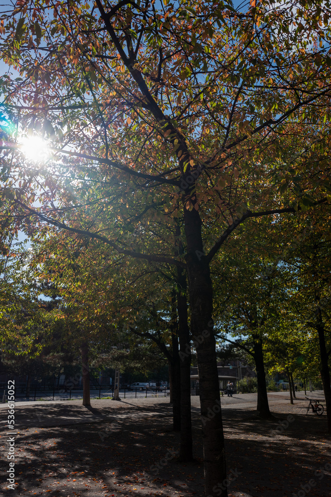 Herbst,Fall,gelb,yellow,braun,brown,rost,laub,blätter,leaves,industrie,industriecharme,Natur,bäume,trees,oktober,october,