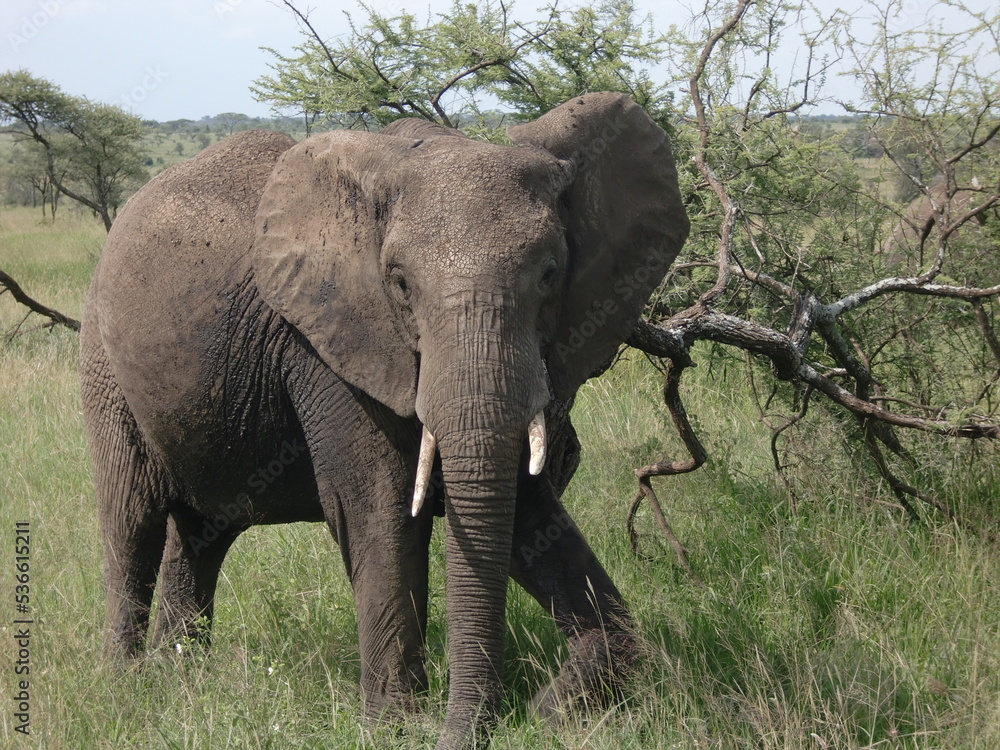 Elephant in Serengeti national park