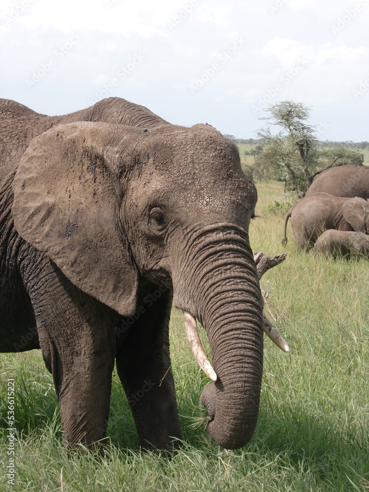 Obraz premium Elephant in Serengeti national park
