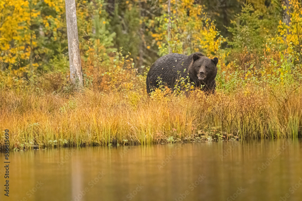 Wildlife in Finland. Bears, Wolverine and birds. Wildlife in Finland. Bears, Wolverine and birds.