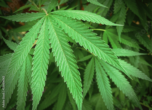 Full frame shot of Green Cannabis Marijuana leafs, Medical marijuana cultivation