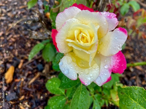 Selective focus of a pink and white rose with dew drops on a background of damp soil and leaf mold photo