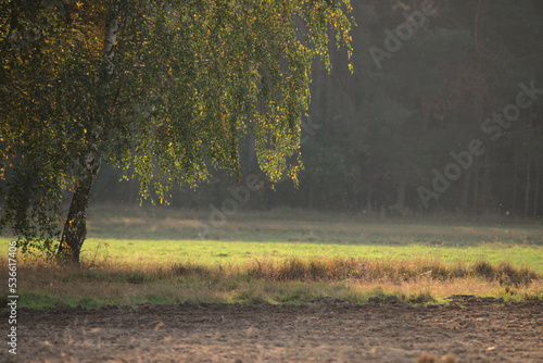 Brzoza wśród pół