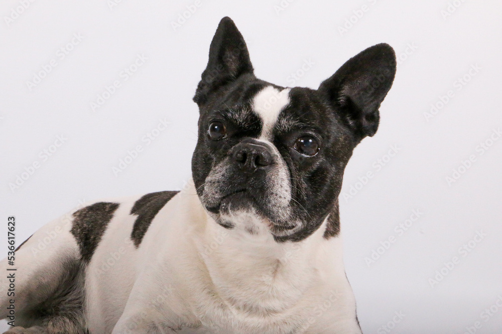 close up head portrait of a beautiful old french bulldog in front of a white background