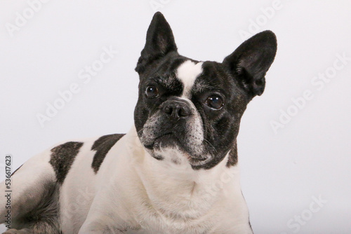close up head portrait of a beautiful old french bulldog in front of a white background © Bianca
