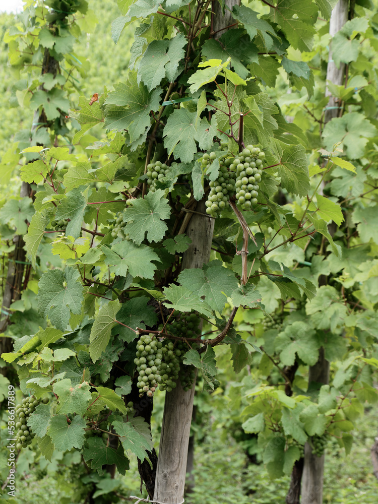 Vine with grapevines, not yet ripe, Moselle Vine with grapevines, not yet ripe, Moselle